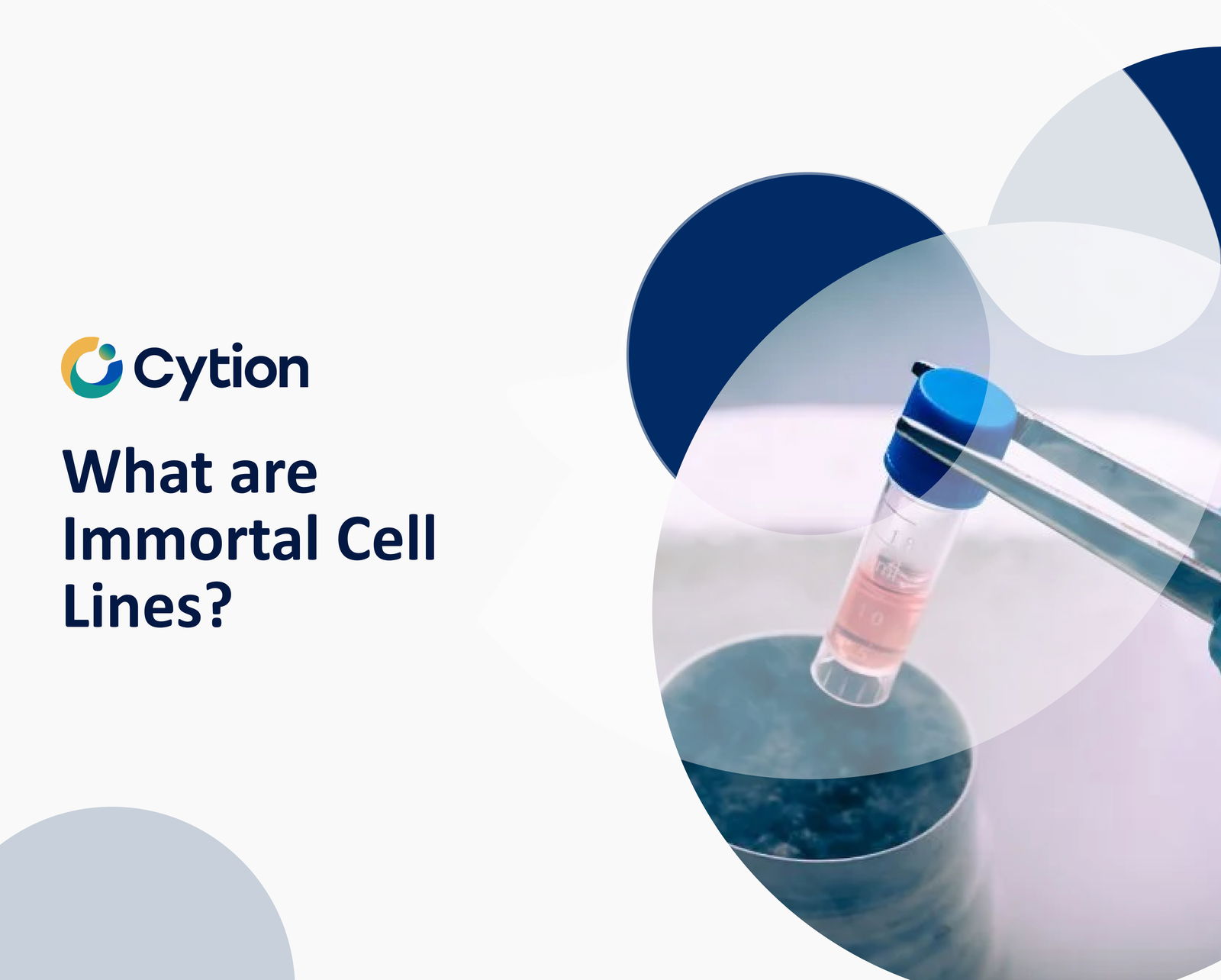 What Are Immortal Cell Lines